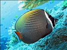 Red - tailed Butterflyfish
